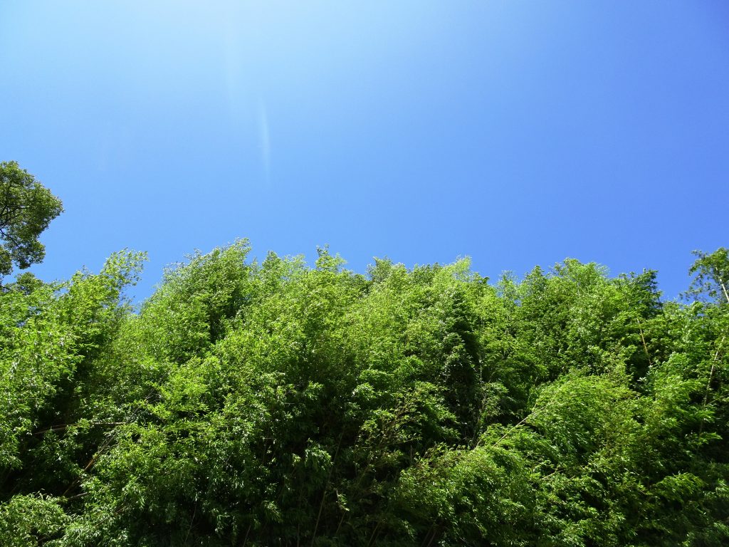夏の竹林