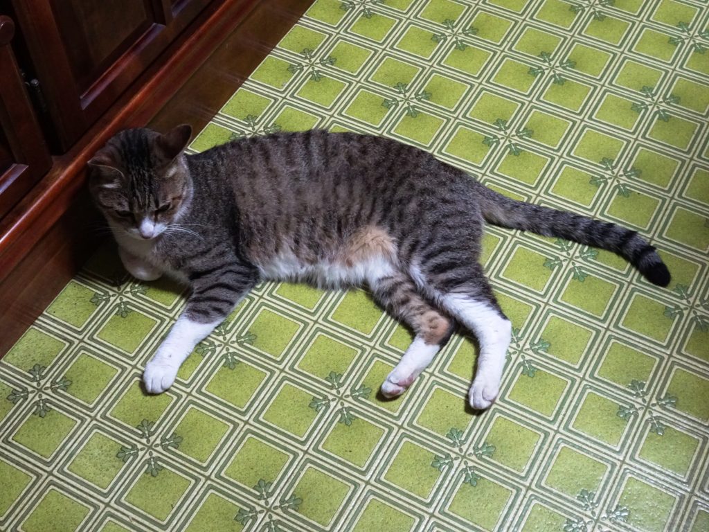 ねこ、風太 ゴロゴロ