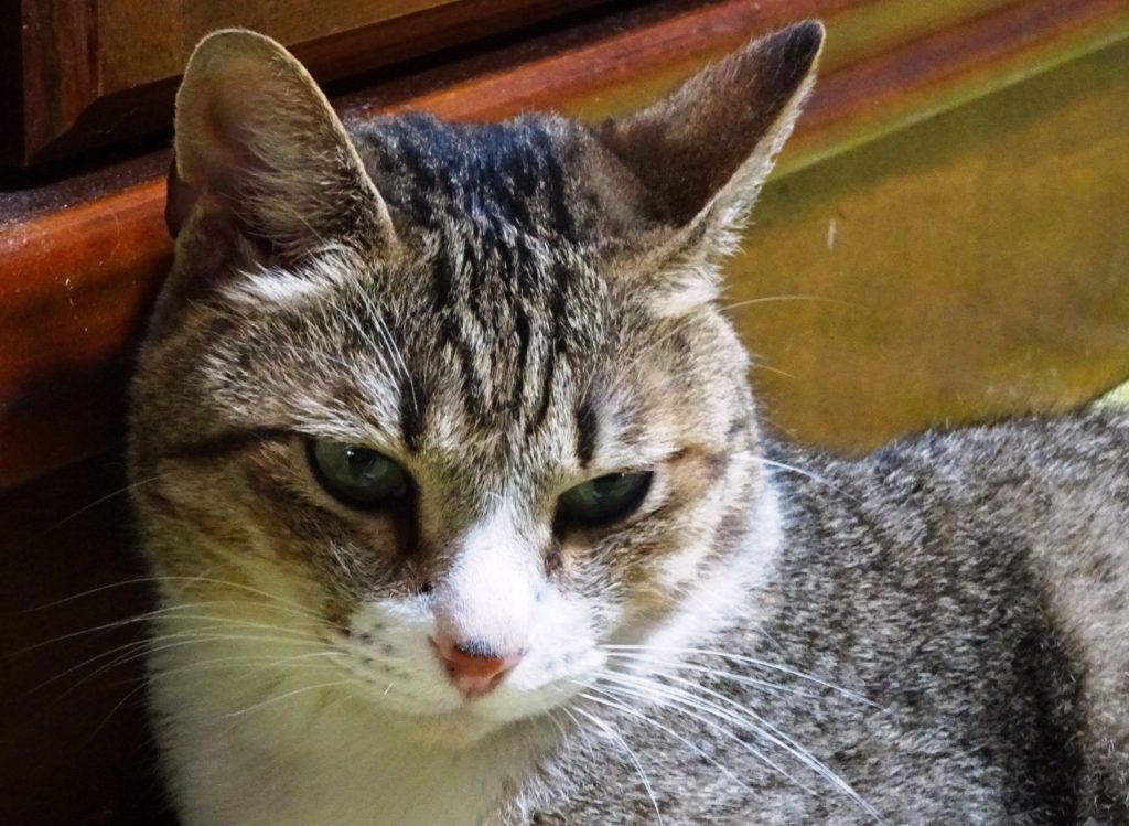 ねこ、風太 ゴロゴロ