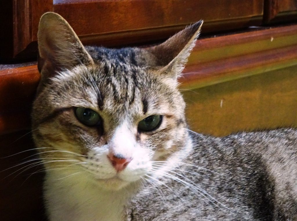 ねこ、風太 ゴロゴロ