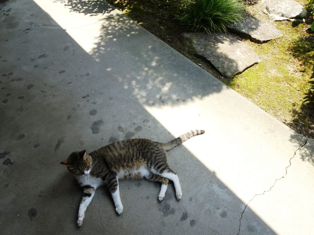 ねこ、風太 ゴロゴロ