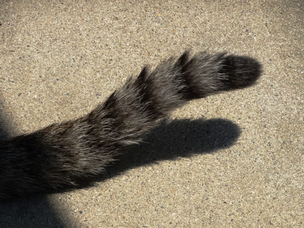 ねこ、風太 ゴロゴロ
