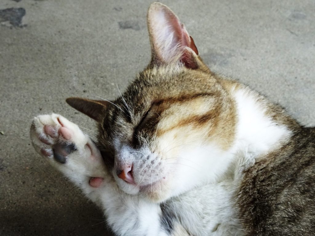 ねこ、風太 毛づくろい
