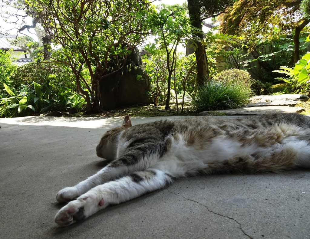 ねこ、風太 ゴロゴロ