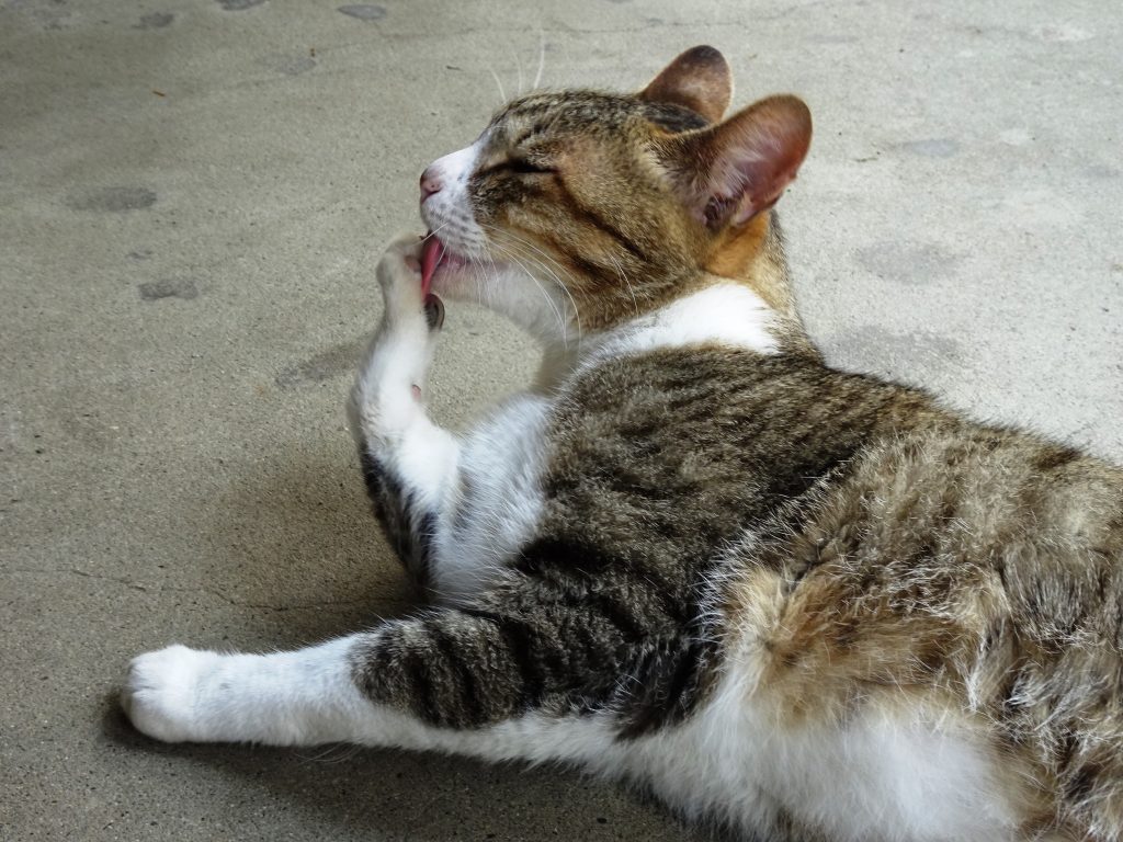 ねこ、風太 毛づくろい