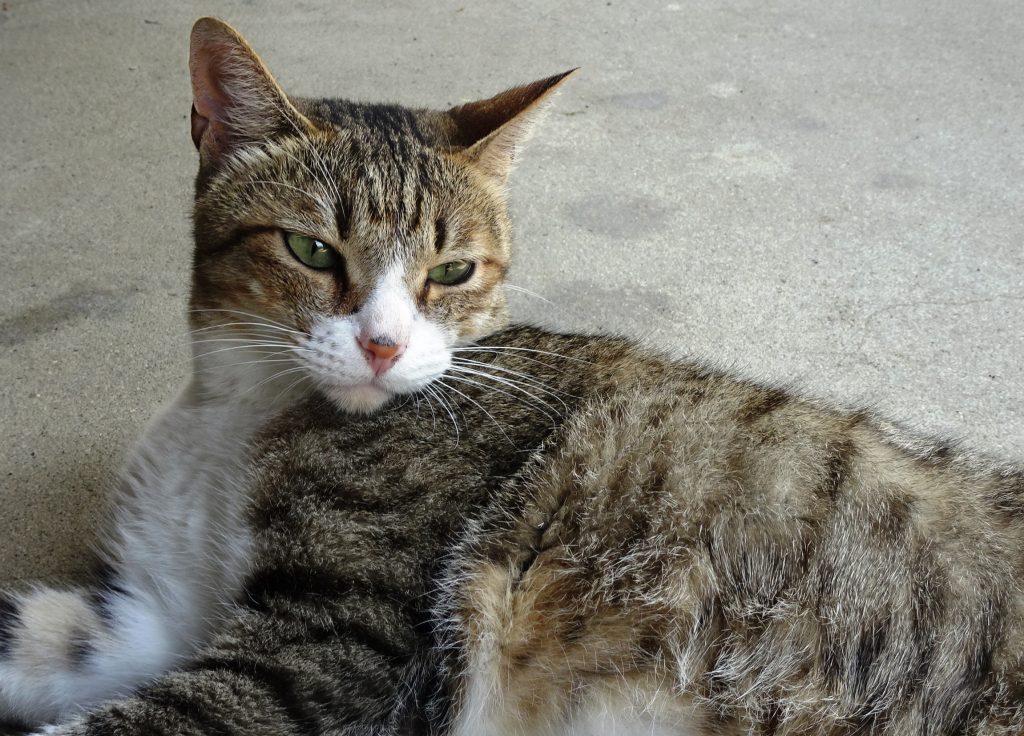 ねこ、風太 毛づくろい