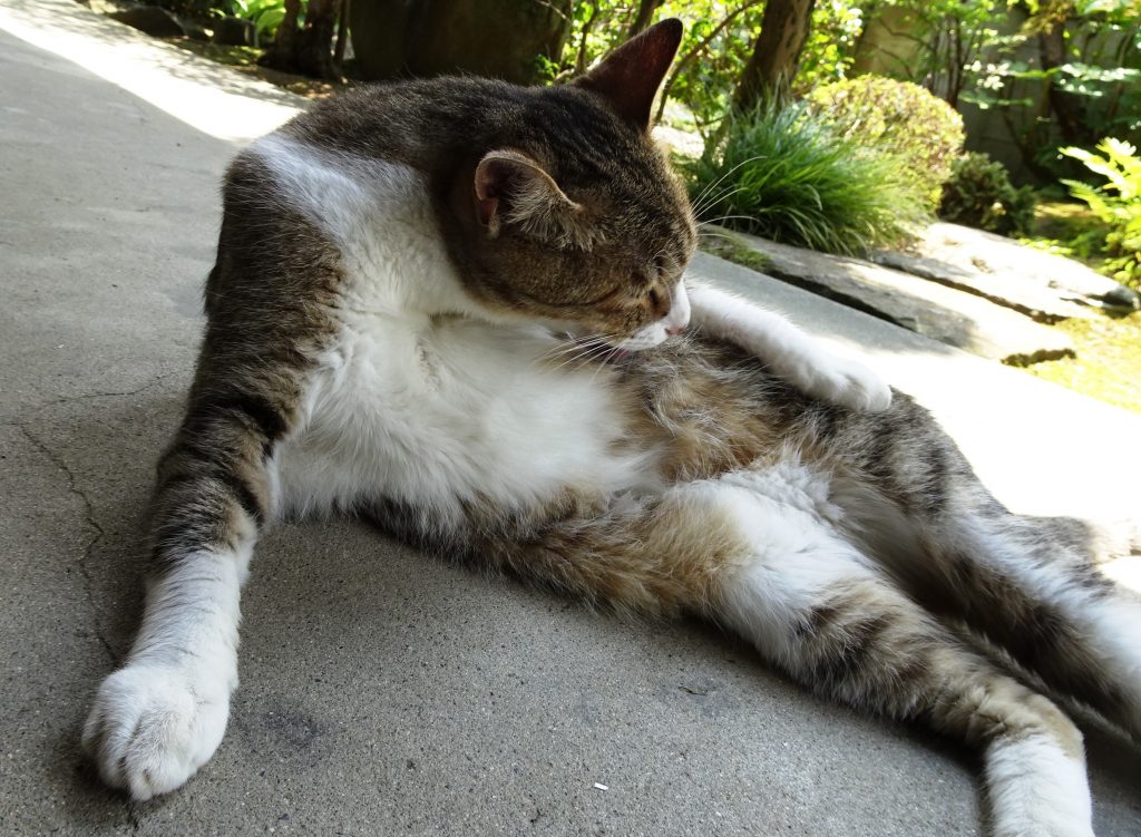 ねこ、風太 毛づくろい