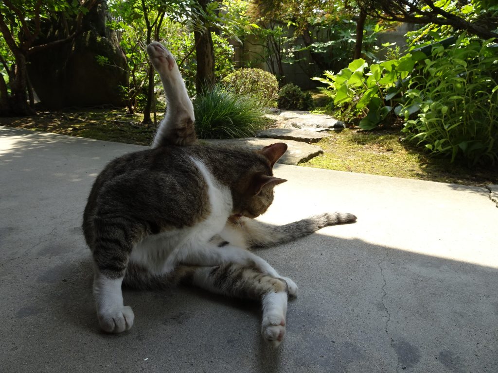 ねこ、風太 毛づくろい