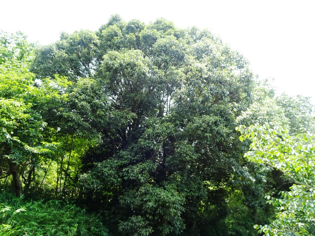 大きな樫の木