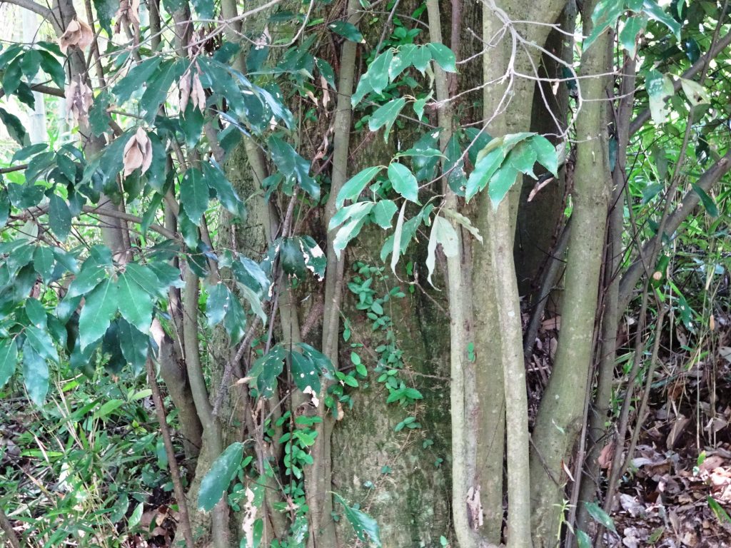 樫の木の根元