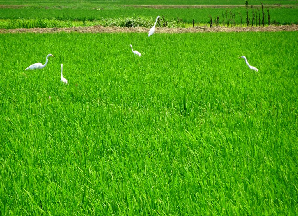 シラサギ(白鷺)