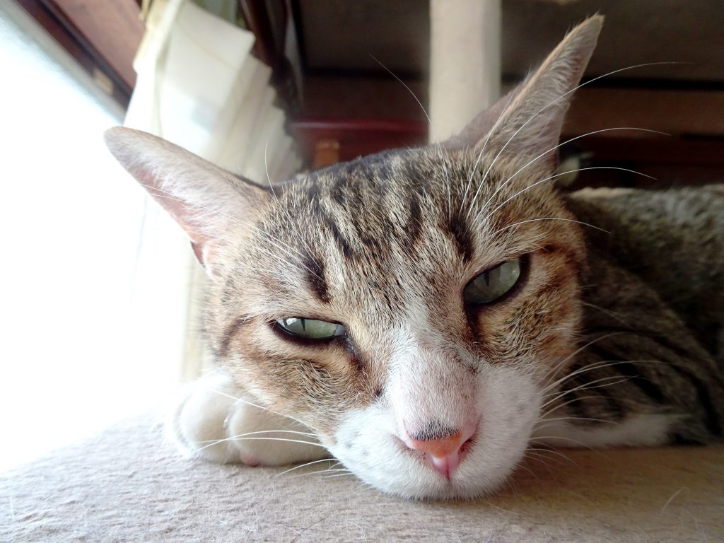 ねこ、風太 ゴロゴロ