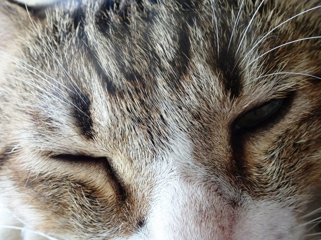 ねこ、風太 ゴロゴロ