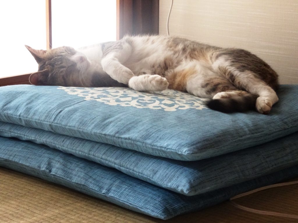 ねこ、風太 ゴロゴロ