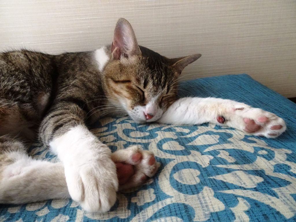ねこ、風太 ゴロゴロ