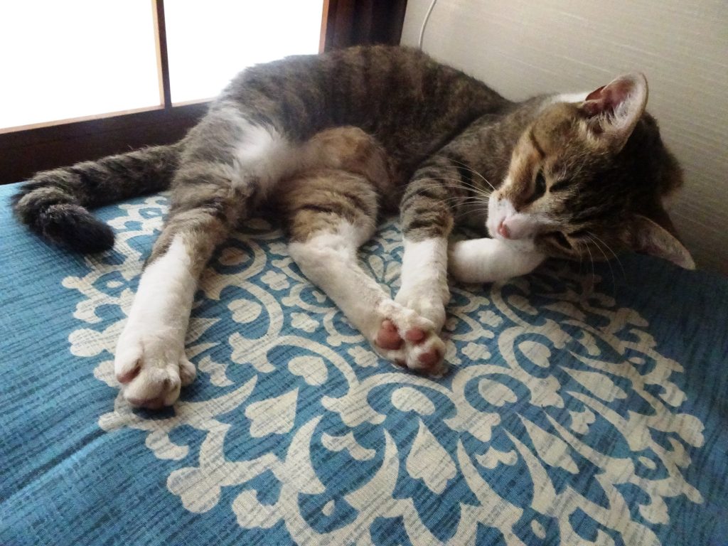 ねこ、風太 ゴロゴロ