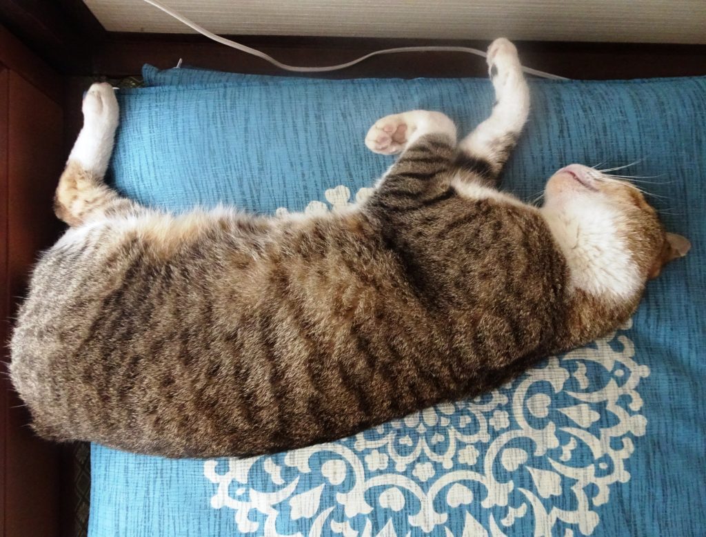 ねこ、風太 ゴロゴロ