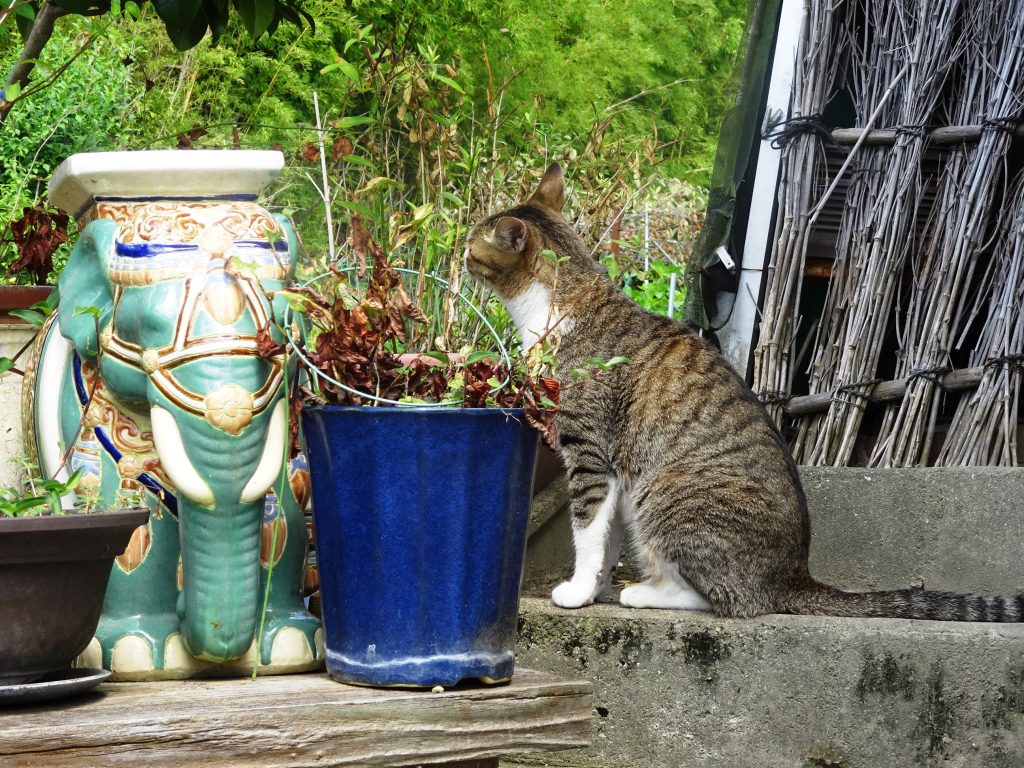 ねこ、風太 巡回
