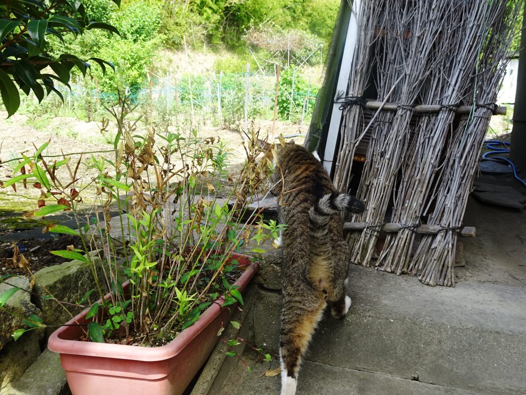 ねこ、風太 巡回