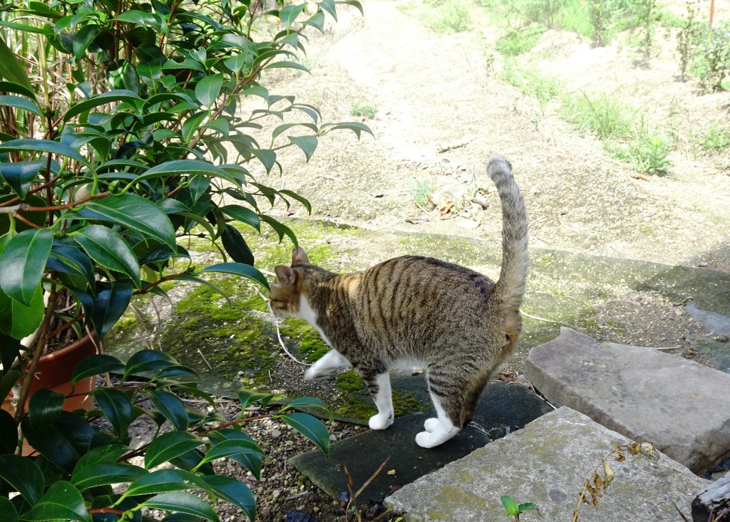ねこ、風太 巡回