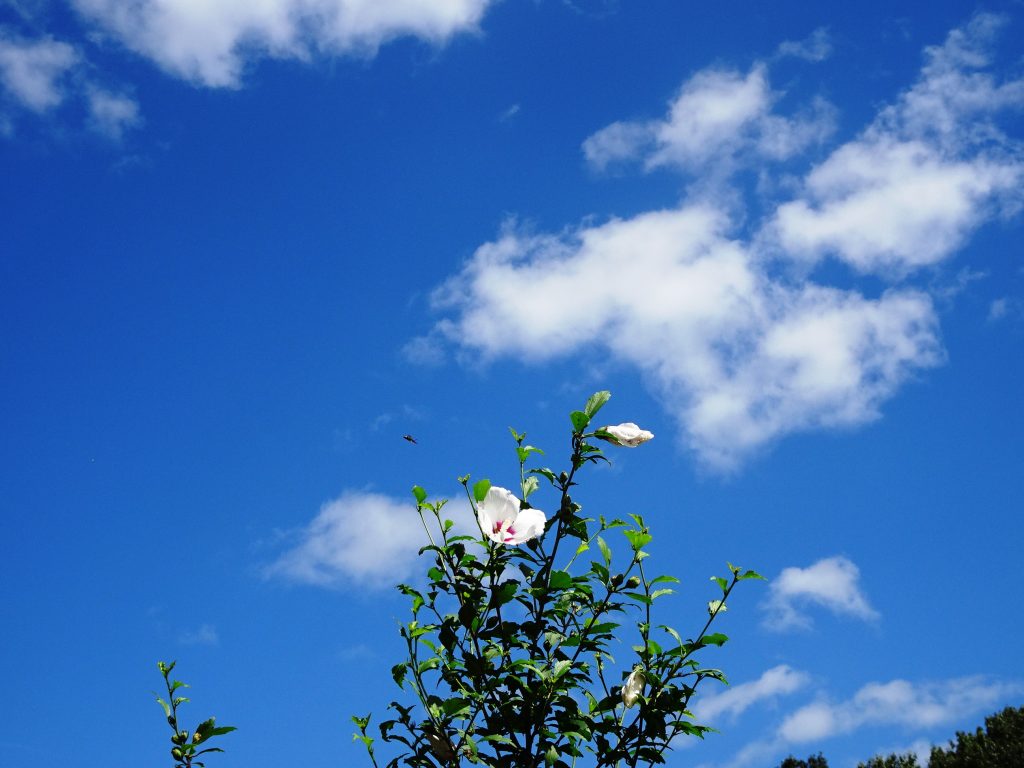 夏の空