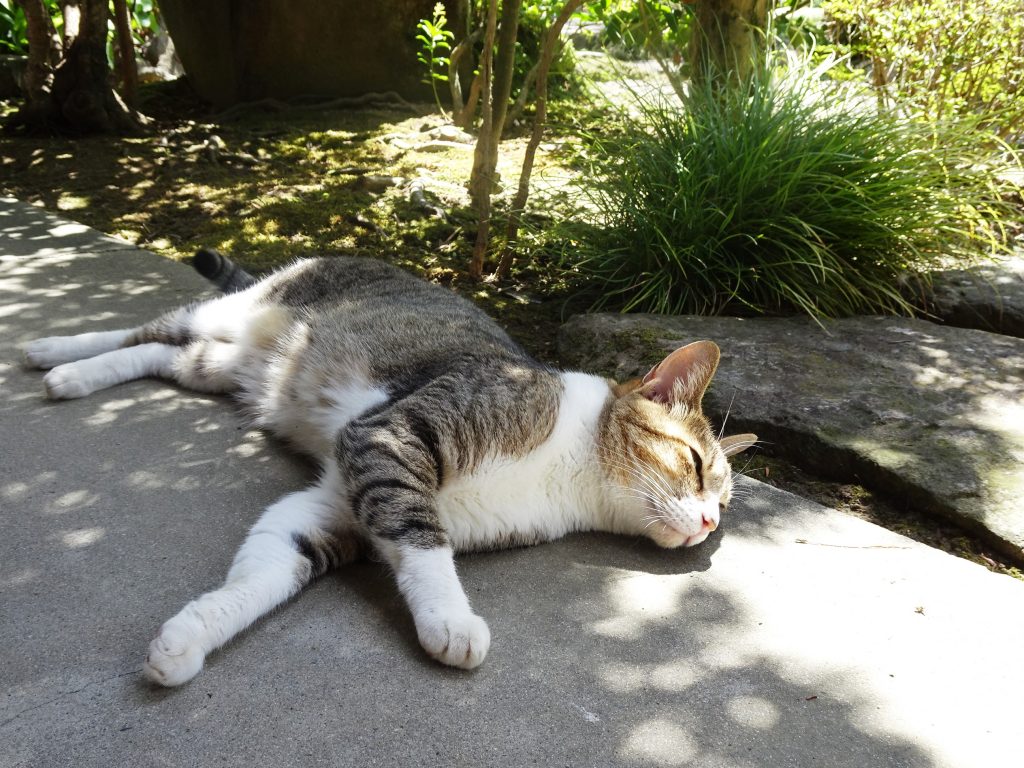 ねこ、風太 ゴロゴロ
