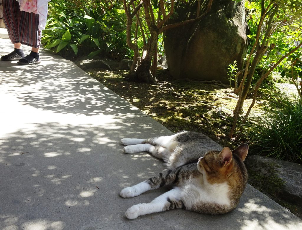ねこ、風太 ゴロゴロ