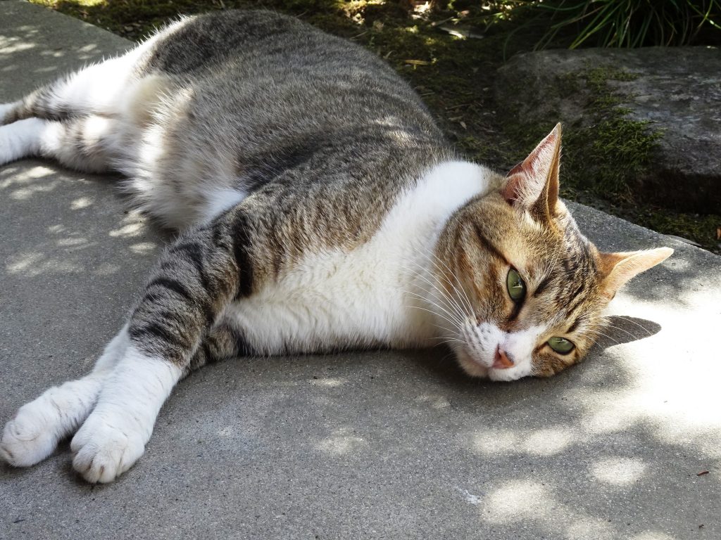 ねこ、風太 ゴロゴロ