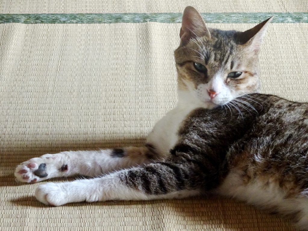 ねこ、風太 ゴロゴロ