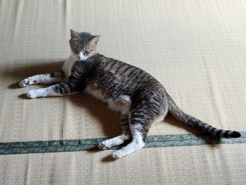 ねこ、風太 ゴロゴロ