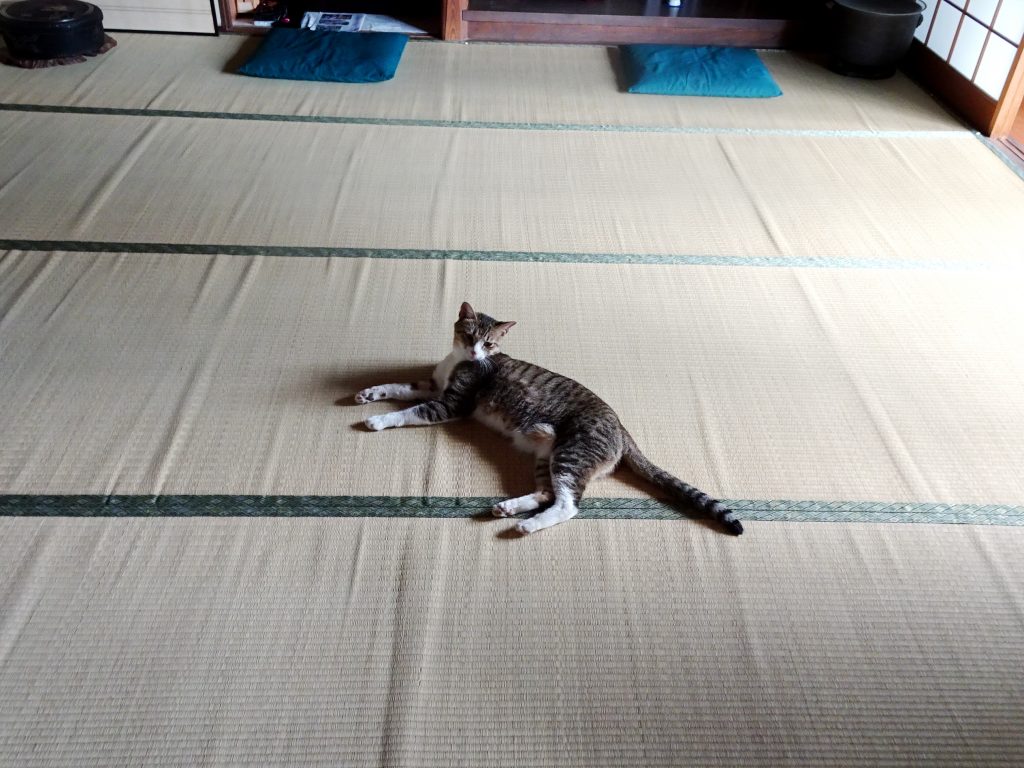 ねこ、風太 ゴロゴロ