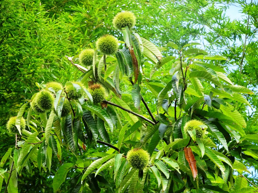 栗