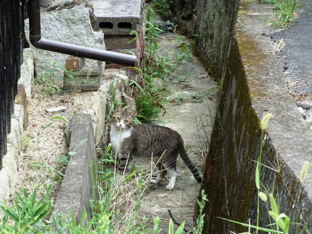 ねこ、風太 巡回