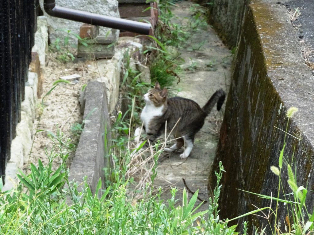ねこ、風太 巡回