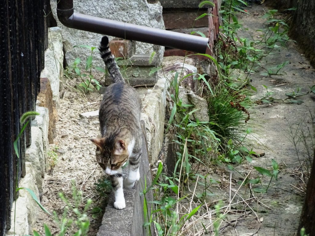 ねこ、風太 巡回