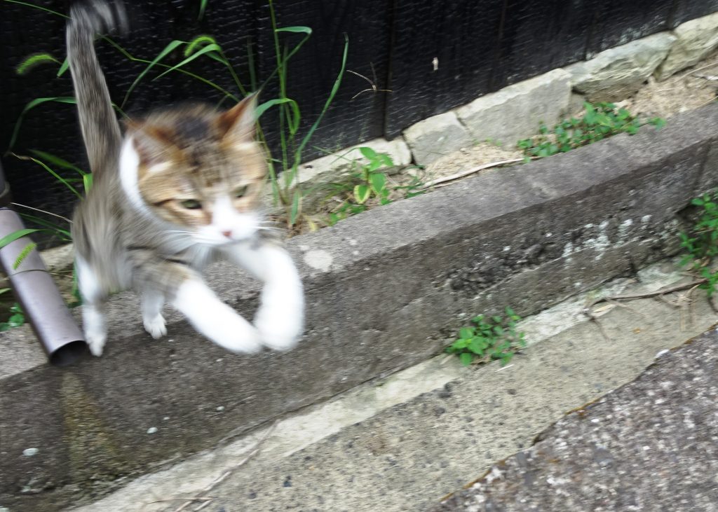 ねこ、風太 巡回