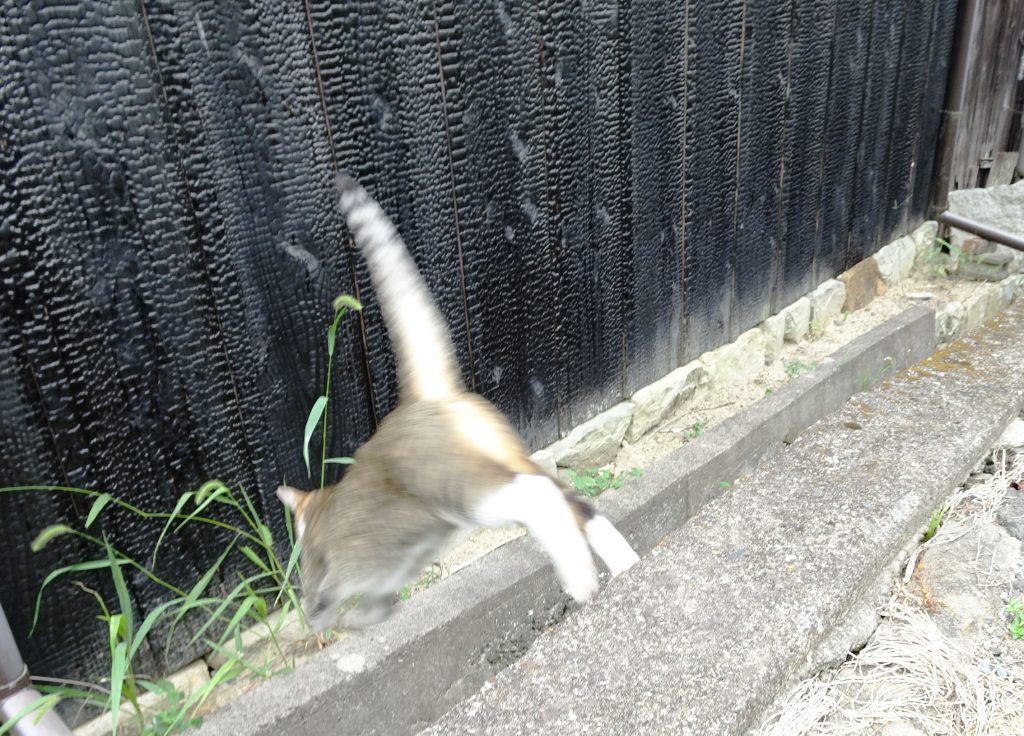 ねこ、風太 ジャンプ