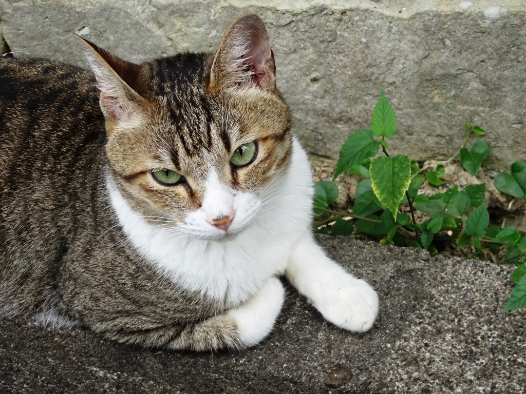 ねこ、風太 巡回
