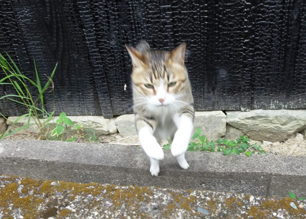 ねこ、風太 ジャンプ