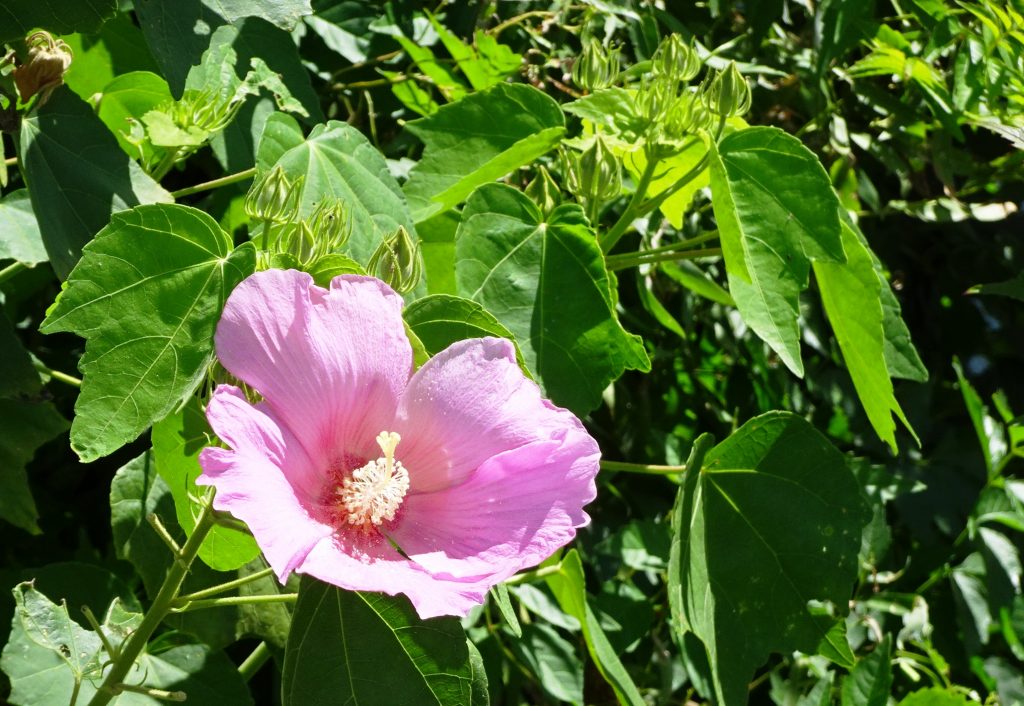 フヨウ(芙蓉)