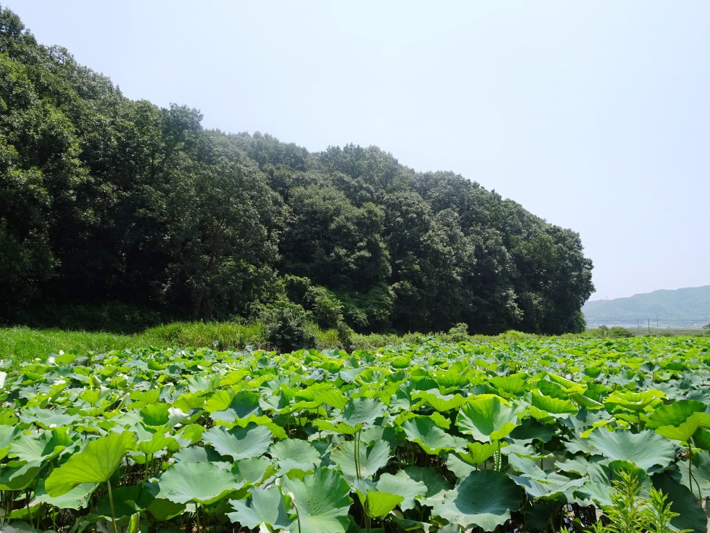 蓮池