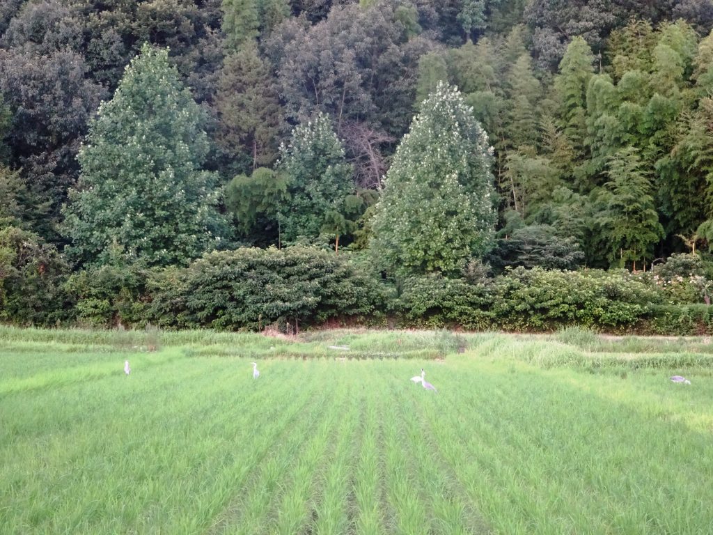 夏の田夕景