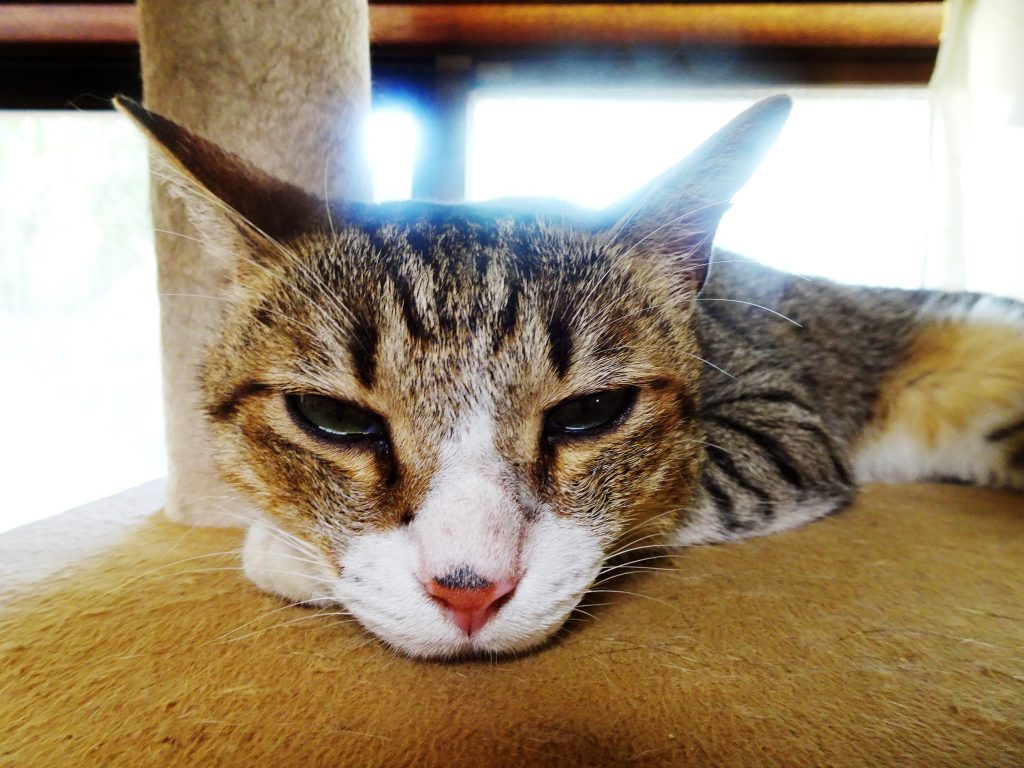 ねこ、風太 ゴロゴロ