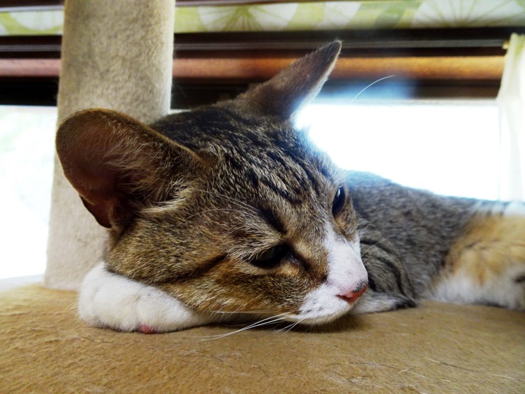 ねこ、風太 ゴロゴロ