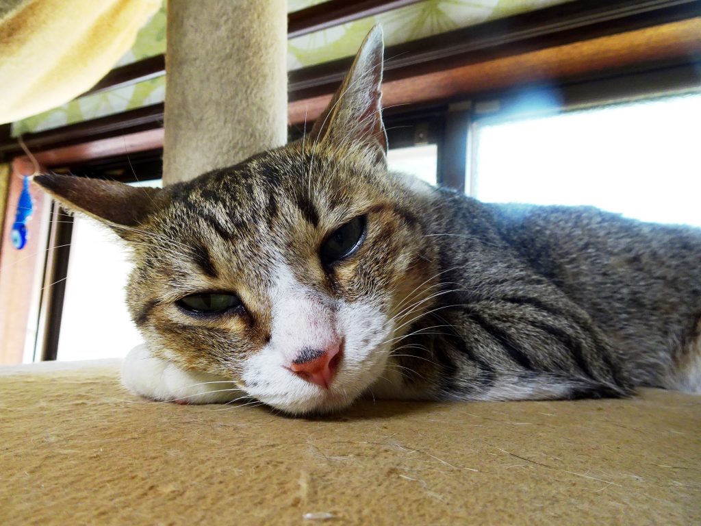ねこ、風太 ゴロゴロ