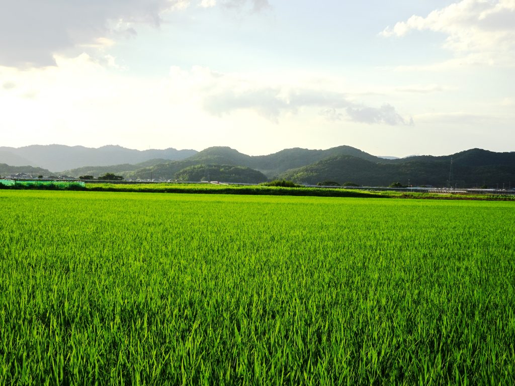 田舎の夏