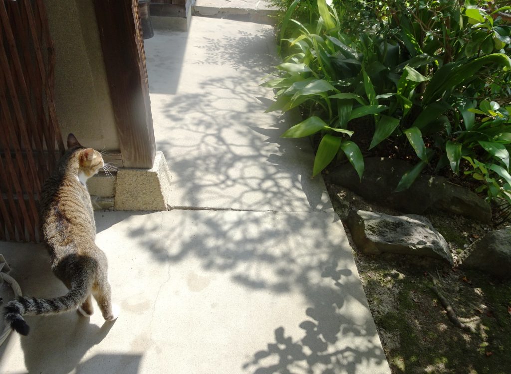 ねこ、風太 巡回