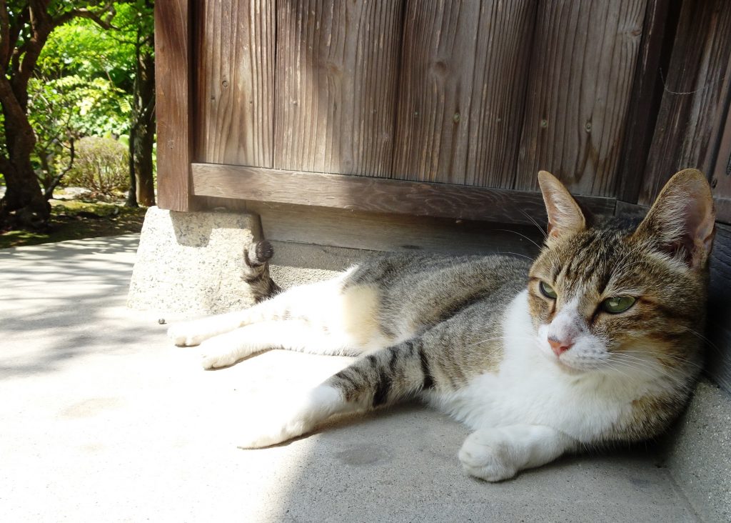 ねこ、風太 ゴロゴロ