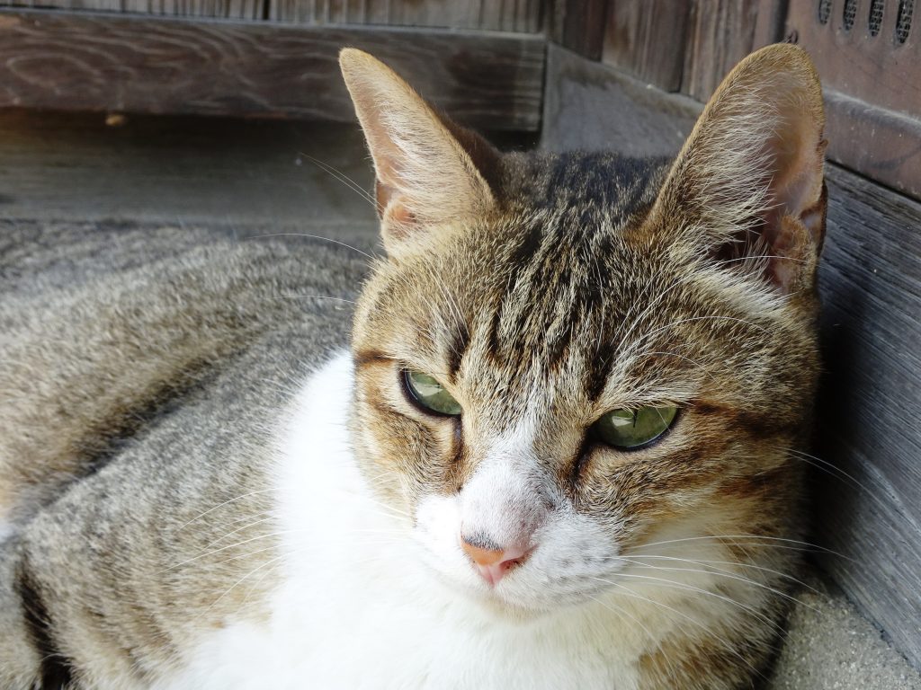 ねこ、風太 ゴロゴロ