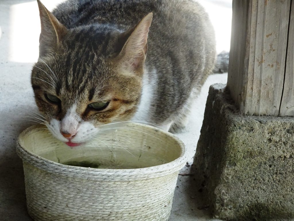 ねこ、風太 水を飲む
